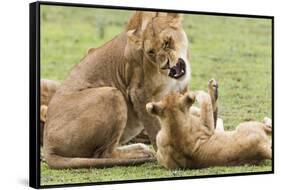 Sitting Lioness Snarling at Reclining Cub, Ngorongoro, Tanzania-James Heupel-Framed Stretched Canvas