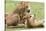 Sitting Lioness Snarling at Reclining Cub, Ngorongoro, Tanzania-James Heupel-Stretched Canvas