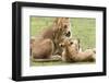 Sitting Lioness Snarling at Reclining Cub, Ngorongoro, Tanzania-James Heupel-Framed Photographic Print