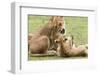 Sitting Lioness Snarling at Reclining Cub, Ngorongoro, Tanzania-James Heupel-Framed Photographic Print