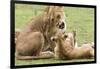 Sitting Lioness Snarling at Reclining Cub, Ngorongoro, Tanzania-James Heupel-Framed Photographic Print