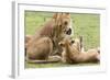 Sitting Lioness Snarling at Reclining Cub, Ngorongoro, Tanzania-James Heupel-Framed Photographic Print