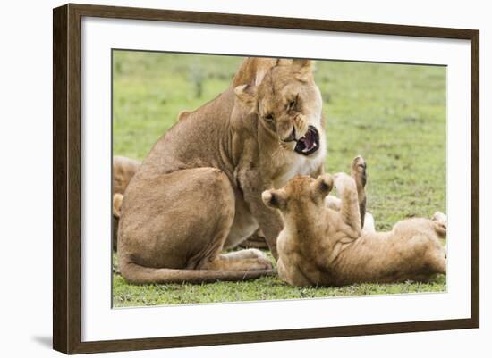 Sitting Lioness Snarling at Reclining Cub, Ngorongoro, Tanzania-James Heupel-Framed Photographic Print