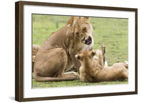 Sitting Lioness Snarling at Reclining Cub, Ngorongoro, Tanzania-James Heupel-Framed Photographic Print