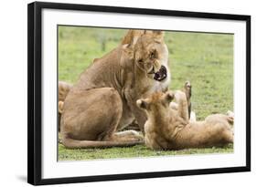 Sitting Lioness Snarling at Reclining Cub, Ngorongoro, Tanzania-James Heupel-Framed Photographic Print