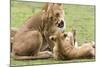 Sitting Lioness Snarling at Reclining Cub, Ngorongoro, Tanzania-James Heupel-Mounted Photographic Print