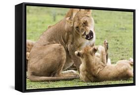 Sitting Lioness Snarling at Reclining Cub, Ngorongoro, Tanzania-James Heupel-Framed Stretched Canvas