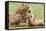 Sitting Lioness Snarling at Reclining Cub, Ngorongoro, Tanzania-James Heupel-Framed Stretched Canvas