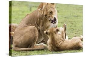 Sitting Lioness Snarling at Reclining Cub, Ngorongoro, Tanzania-James Heupel-Stretched Canvas