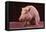 Sitting Pot-Bellied Pig-DLILLC-Framed Stretched Canvas