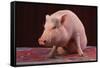 Sitting Pot-Bellied Pig-DLILLC-Framed Stretched Canvas