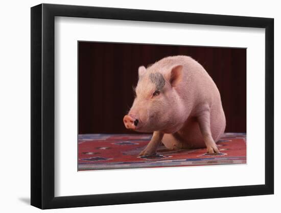 Sitting Pot-Bellied Pig-DLILLC-Framed Photographic Print