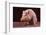 Sitting Pot-Bellied Pig-DLILLC-Framed Photographic Print