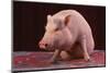 Sitting Pot-Bellied Pig-DLILLC-Mounted Photographic Print