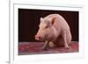 Sitting Pot-Bellied Pig-DLILLC-Framed Photographic Print