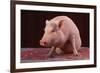 Sitting Pot-Bellied Pig-DLILLC-Framed Photographic Print