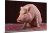 Sitting Pot-Bellied Pig-DLILLC-Mounted Photographic Print