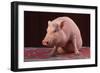 Sitting Pot-Bellied Pig-DLILLC-Framed Photographic Print