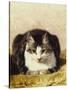 Sitting Pretty-Henriette Ronner-Knip-Stretched Canvas