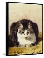 Sitting Pretty-Henriette Ronner-Knip-Framed Stretched Canvas