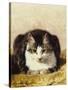 Sitting Pretty-Henriette Ronner-Knip-Stretched Canvas