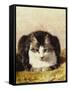 Sitting Pretty-Henriette Ronner-Knip-Framed Stretched Canvas