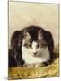 Sitting Pretty-Henriette Ronner-Knip-Mounted Giclee Print