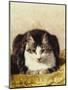 Sitting Pretty-Henriette Ronner-Knip-Mounted Premium Giclee Print