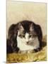 Sitting Pretty-Henriette Ronner-Knip-Mounted Giclee Print