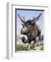 Sivatherium-null-Framed Photographic Print