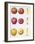 Six Apples, 1996-Margaret Ann Eden-Framed Giclee Print