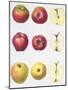 Six Apples, 1996-Margaret Ann Eden-Mounted Giclee Print
