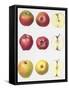 Six Apples, 1996-Margaret Ann Eden-Framed Stretched Canvas