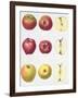 Six Apples, 1996-Margaret Ann Eden-Framed Giclee Print