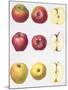 Six Apples, 1996-Margaret Ann Eden-Mounted Giclee Print