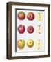 Six Apples, 1996-Margaret Ann Eden-Framed Giclee Print