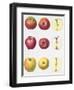 Six Apples, 1996-Margaret Ann Eden-Framed Giclee Print