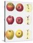 Six Apples, 1996-Margaret Ann Eden-Stretched Canvas