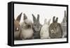 Six Baby Rabbits in Line-Mark Taylor-Framed Stretched Canvas