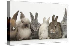 Six Baby Rabbits in Line-Mark Taylor-Stretched Canvas