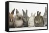 Six Baby Rabbits in Line-Mark Taylor-Framed Stretched Canvas