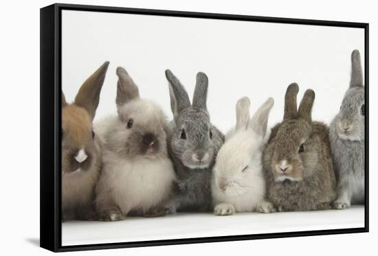 Six Baby Rabbits in Line-Mark Taylor-Framed Stretched Canvas