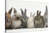 Six Baby Rabbits in Line-Mark Taylor-Stretched Canvas