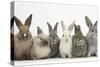 Six Baby Rabbits in Line-Mark Taylor-Stretched Canvas