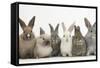 Six Baby Rabbits in Line-Mark Taylor-Framed Stretched Canvas