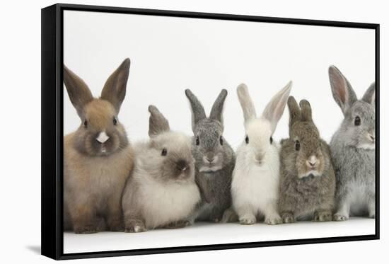 Six Baby Rabbits in Line-Mark Taylor-Framed Stretched Canvas