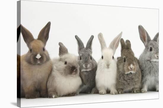 Six Baby Rabbits in Line-Mark Taylor-Stretched Canvas