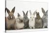 Six Baby Rabbits in Line-Mark Taylor-Stretched Canvas