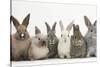 Six Baby Rabbits in Line-Mark Taylor-Stretched Canvas