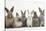 Six Baby Rabbits in Line-Mark Taylor-Stretched Canvas